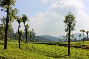 Kerala-Tour