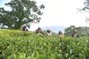 Meghalaya - Tour