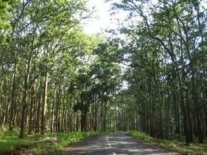 best-picnic-spots-in-ranchi 